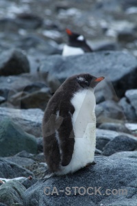 Day 10 penguin palmer archipelago south pole rock.
