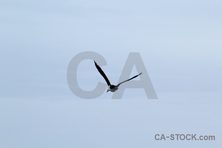 Day 13 sky bird albatross cape horn.