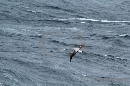 Day 13 water wave albatross antarctica cruise.