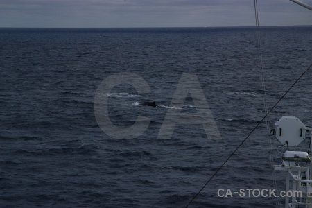 Day 4 antarctica cruise animal ioffe whale.