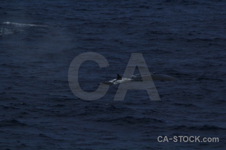 Day 4 drake passage antarctica cruise animal sea.