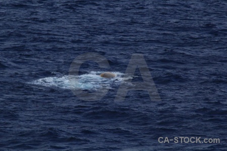 Day 4 drake passage antarctica cruise water whale.
