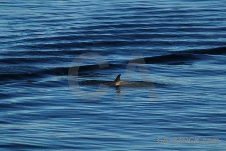 Day 6 adelaide island animal orca whale.