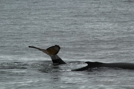 Day 6 south pole antarctic peninsula marguerite bay whale.