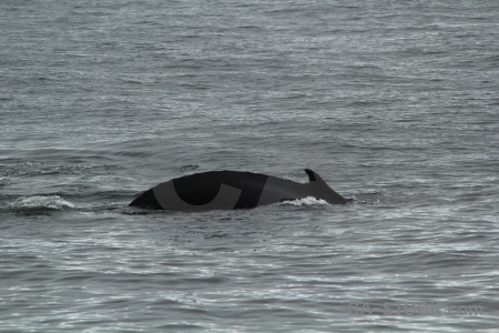 Day 6 whale marguerite bay antarctica south pole.