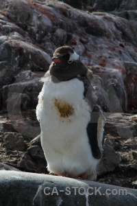 Day 8 antarctic peninsula rock petermann island animal.