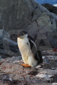 Day 8 antarctica cruise wilhelm archipelago chick.