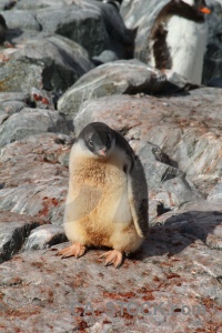 Day 8 chick penguin antarctic peninsula rock.