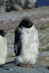 Day 8 penguin rock petermann island animal.