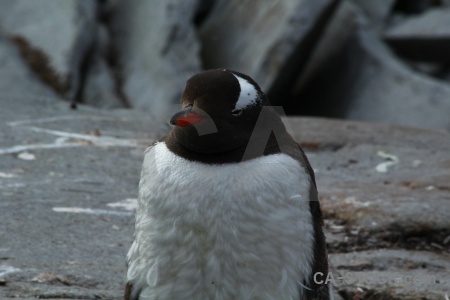 Day 8 petermann island antarctica chick animal.