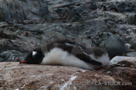 Day 8 petermann island chick antarctica cruise animal.