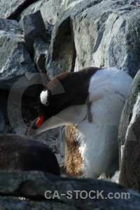 Day 8 south pole penguin antarctic peninsula animal.