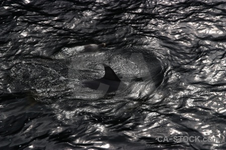 Dolphin doubtful sound fin south island fiord.