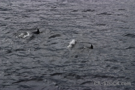 Dolphin fiordland south island fiord sound.