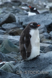 Dorian bay south pole palmer archipelago penguin rock.
