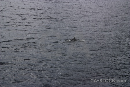 Doubtful sound animal fiordland south island dolphin.
