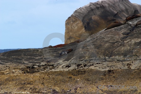 Doubtful sound new zealand rock fiord animal.