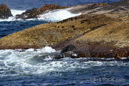 Doubtful sound south island animal fiordland seal.