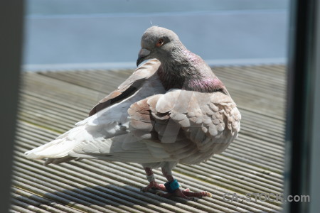 Dove bird animal pigeon.