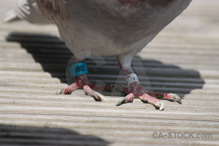 Dove foot animal bird pigeon.