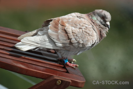 Dove green bird pigeon animal.