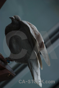 Dove pigeon animal bird.
