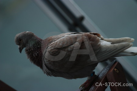 Dove pigeon bird animal.