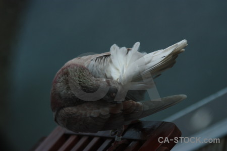 Dove pigeon bird animal.