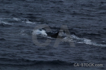 Drake passage animal sea antarctica cruise whale.