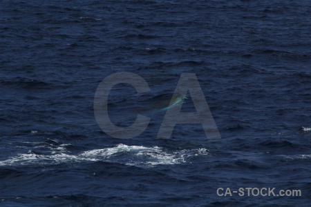 Drake passage antarctica cruise animal whale day 4.