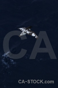 Drake passage day 4 cape petrel antarctica cruise sea.