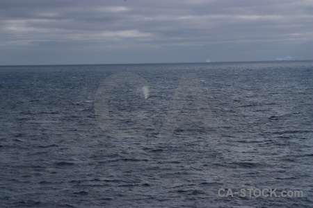 Drake passage sea spray antarctica cruise animal.