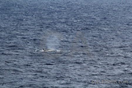 Drake passage spray water animal antarctica cruise.