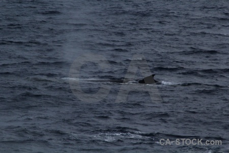 Drake passage whale sea animal antarctica cruise.