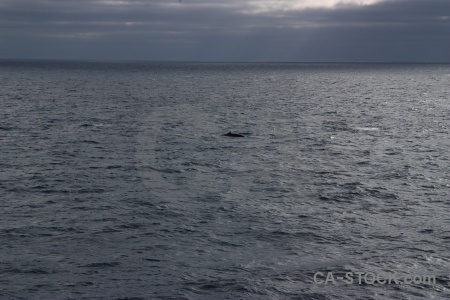 Drake passage whale water antarctica cruise animal.