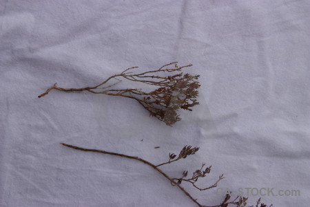 Dried gray flower plant.