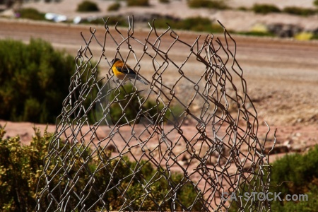 El tatio atacama desert wire bush animal.