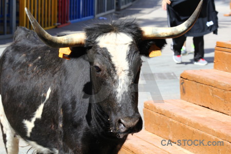 Europe bull running animal horn spain.