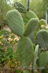 Europe cactus javea spain texture.