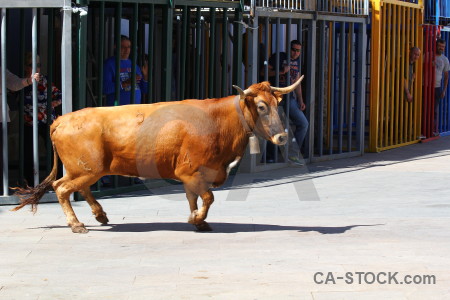 Europe javea bull running spain person.