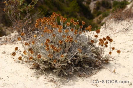 Europe javea flower plant spain.