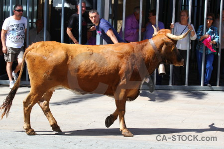 Europe javea horn animal bull running.