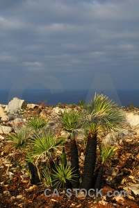 Europe javea spain plant brown.