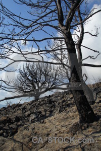 Europe montgo fire javea tree branch.
