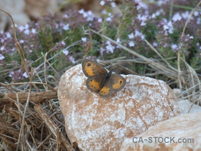 Europe rock animal spain butterfly.