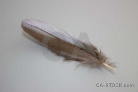 Feather gray object.