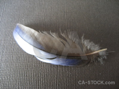 Feather object gray.