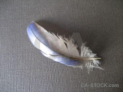 Feather object gray.