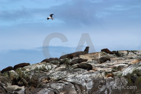 Fiord new zealand seagull sky south island.