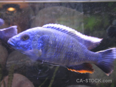 Fish animal blue.